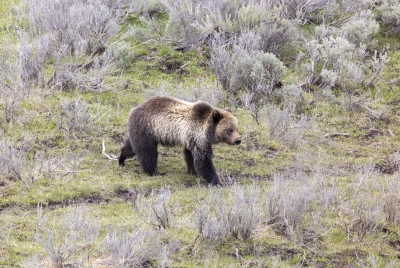 Grizzly Bear May 2025